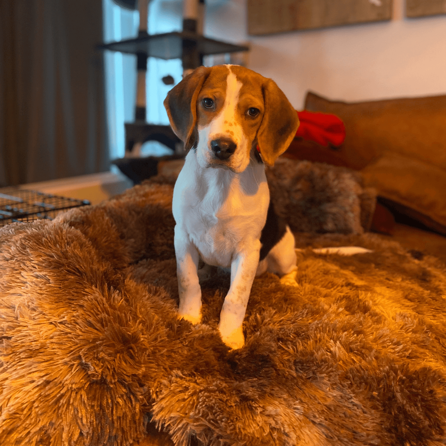 Origineel Zycon® kalmerend bed