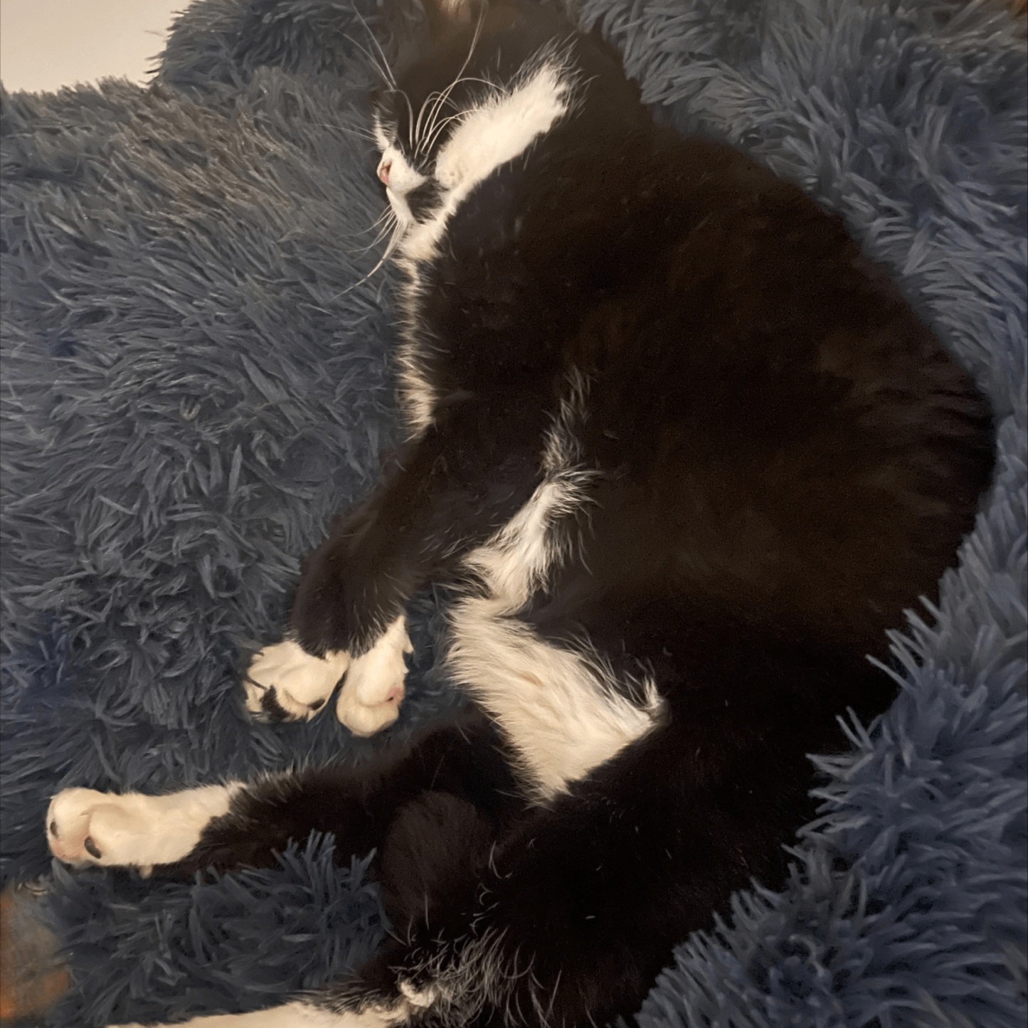 Origineel Zycon® kalmerend bed