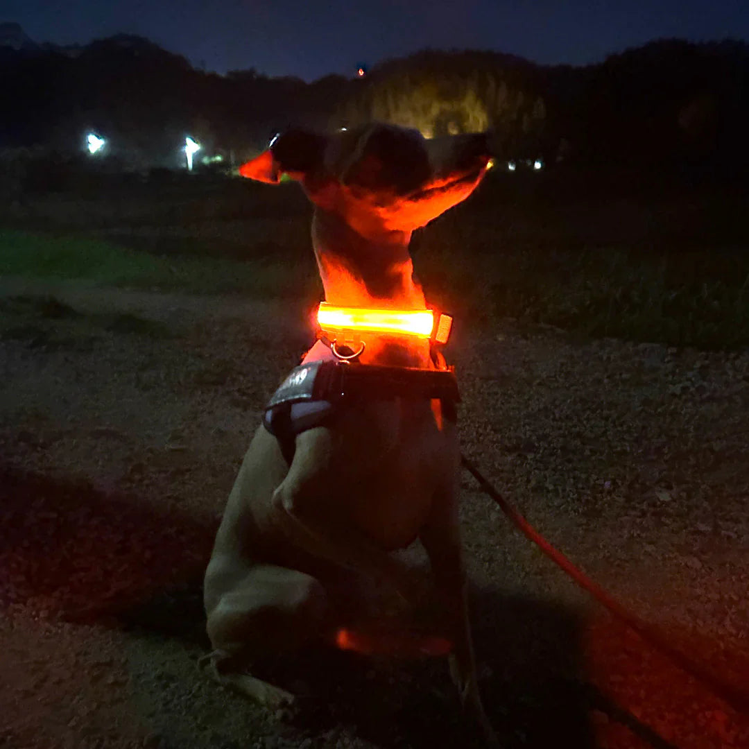 Lichtgevende hondenhalsband