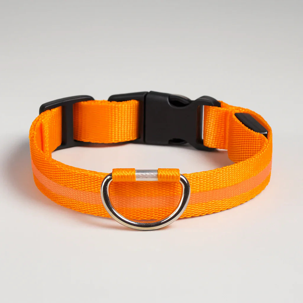 Lichtgevende hondenhalsband