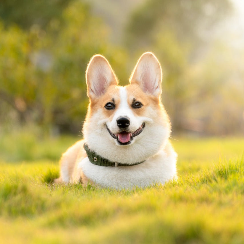 Corgi Kussen