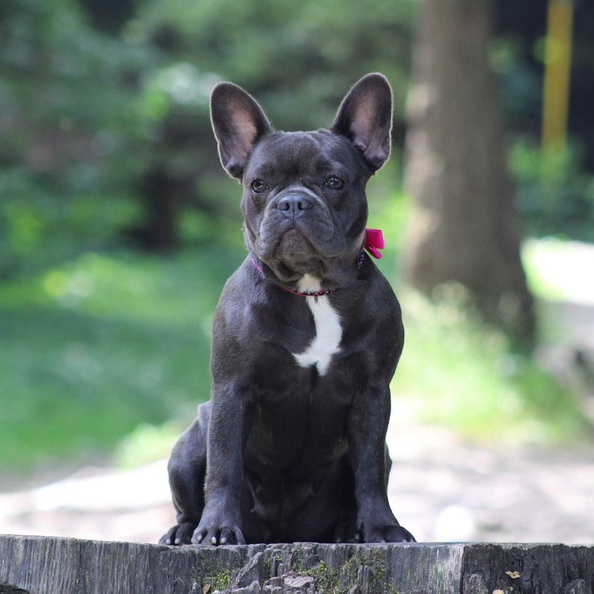 Franse Bulldog Kussen