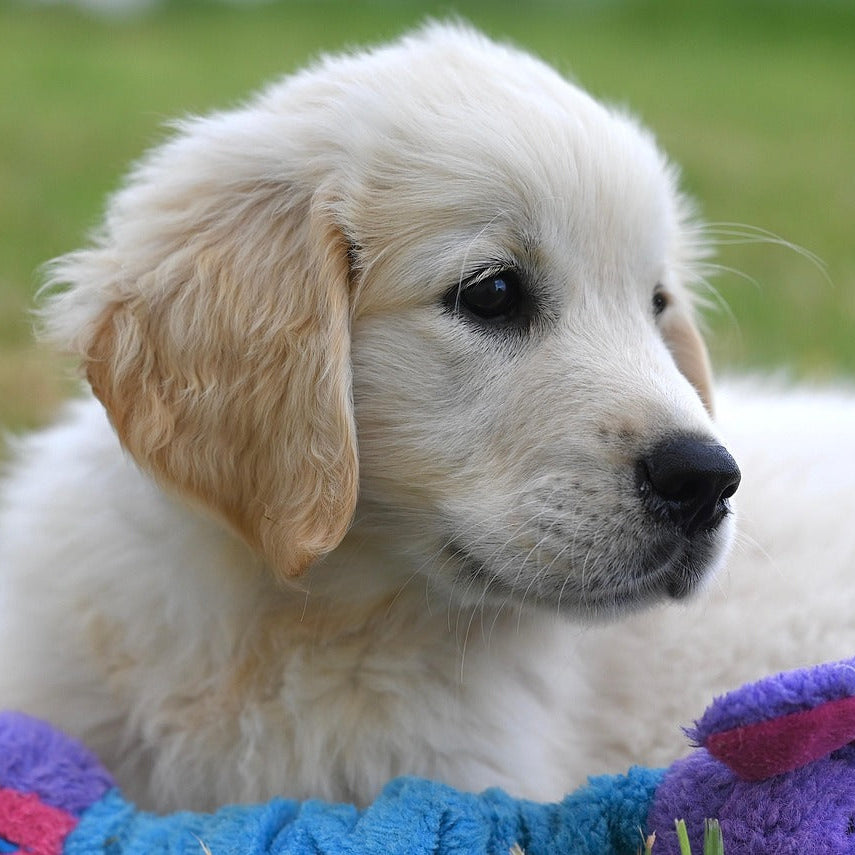 Golden Retriever Kussen