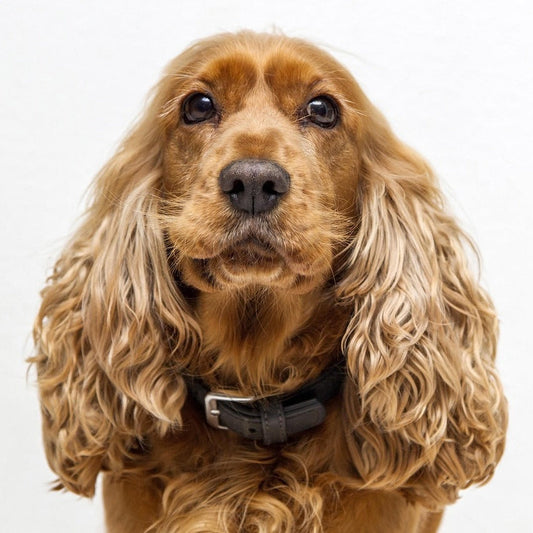Cocker Spaniel Kussen #1